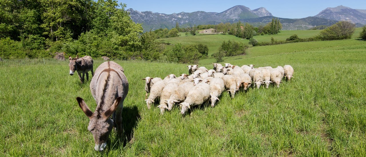 ferme-bio-drome-anes-et-brebis.jpg