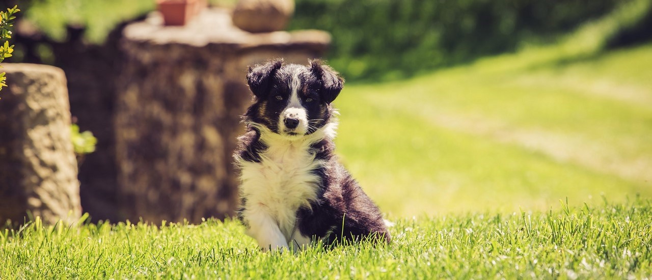 ferme-bio-drome-bebe-border-collie.jpg