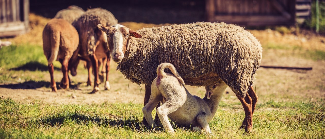 ferme-bio-drome-brebis-et-agneau.jpg