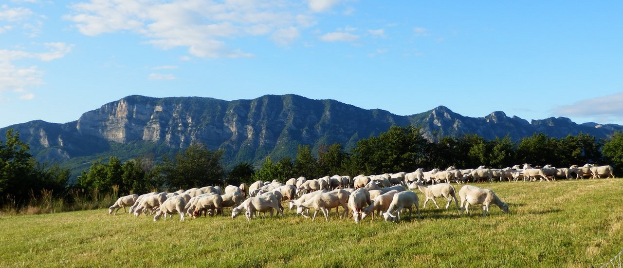 ferme-bio-drome-troupeau-brebis.jpg