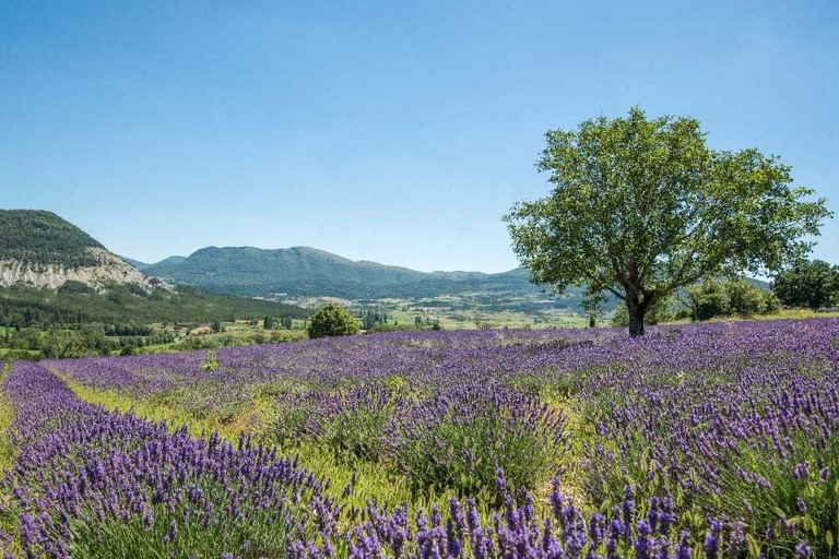 Routes de la lavande drome