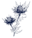 Panicaut champêtre (Eryngium campestre) Panicaut champêtre (Eryngium campestre)
