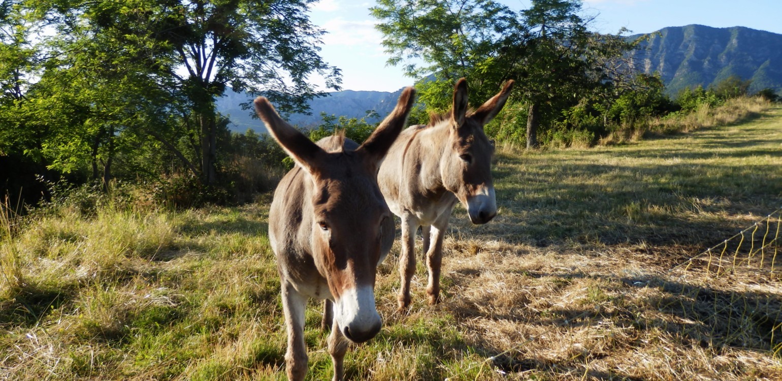 10-Ferme Bio Le Panicaut.jpg