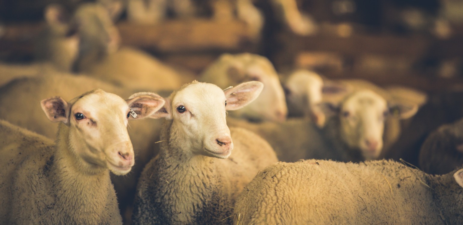 11-Ferme Bio Le Panicaut.jpg