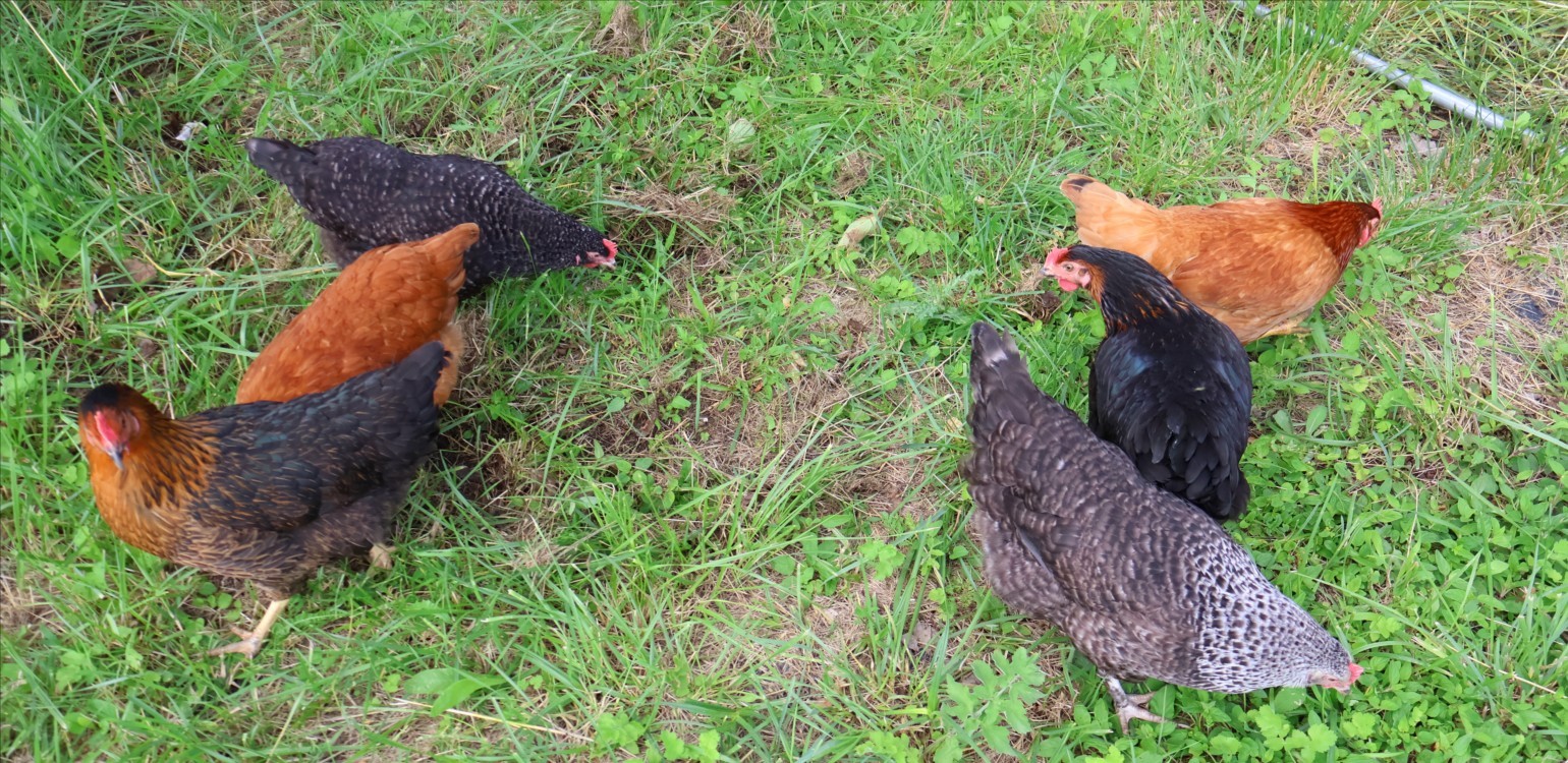 14-Ferme Bio Le Panicaut.jpg