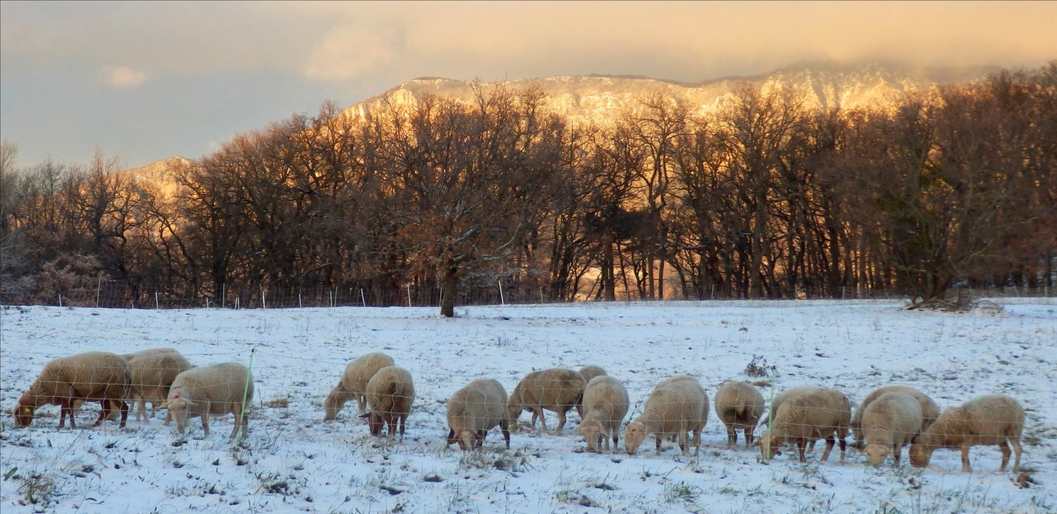 15-Ferme Bio Le Panicaut.jpg