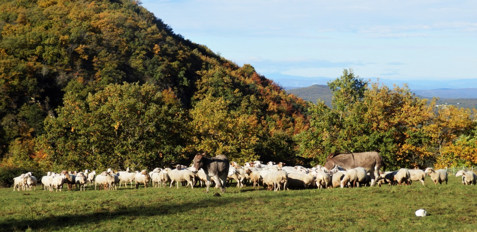 16-Ferme Bio Le Panicaut.jpg