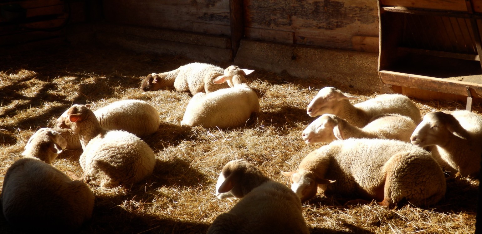 17-Ferme Bio Le Panicaut.jpg