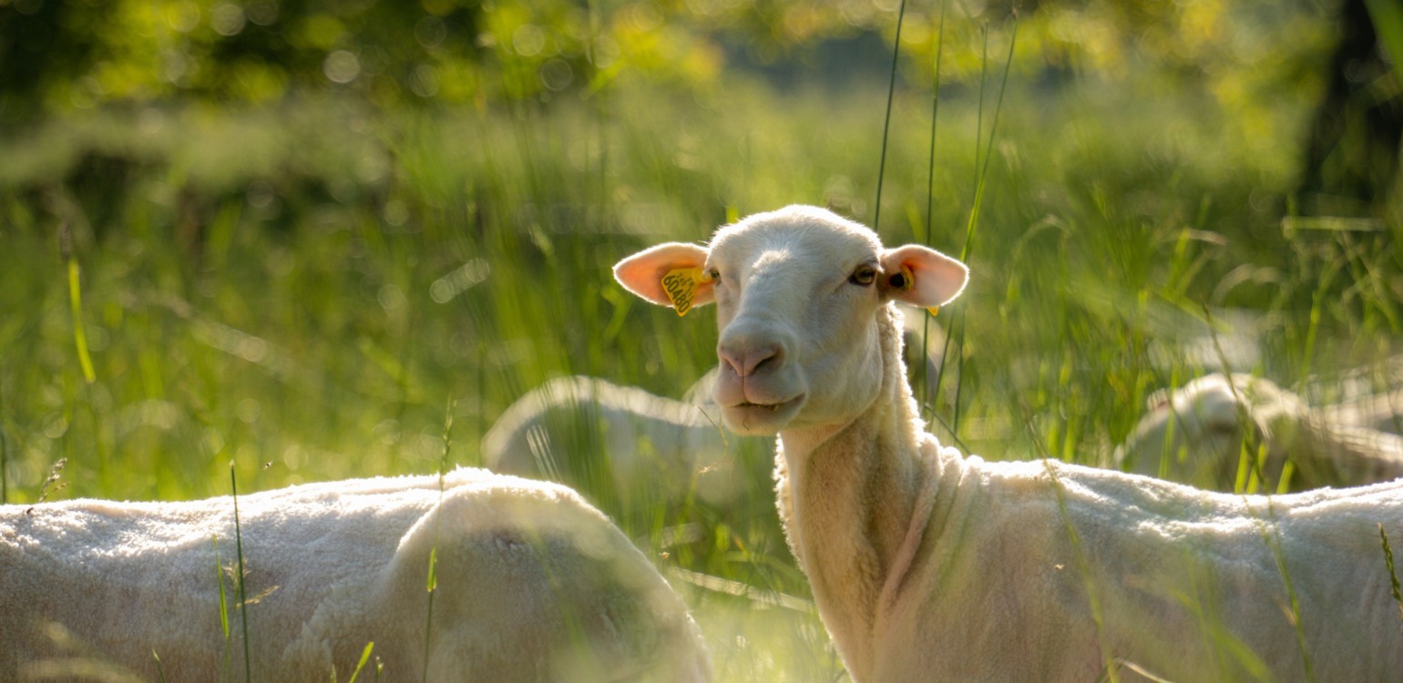 3-Ferme Bio Le Panicaut.jpg