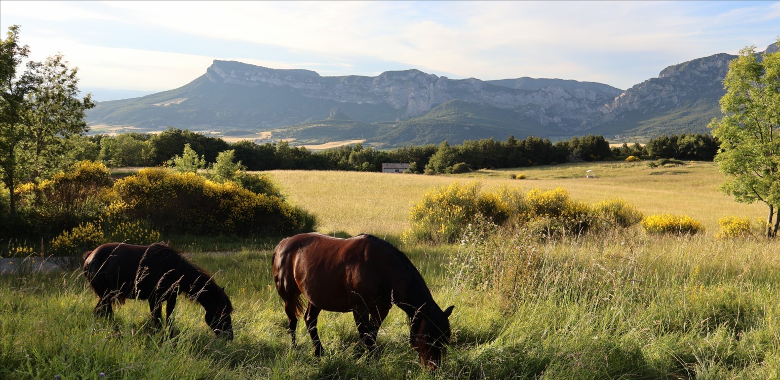 5-Ferme Bio Le Panicaut.jpg