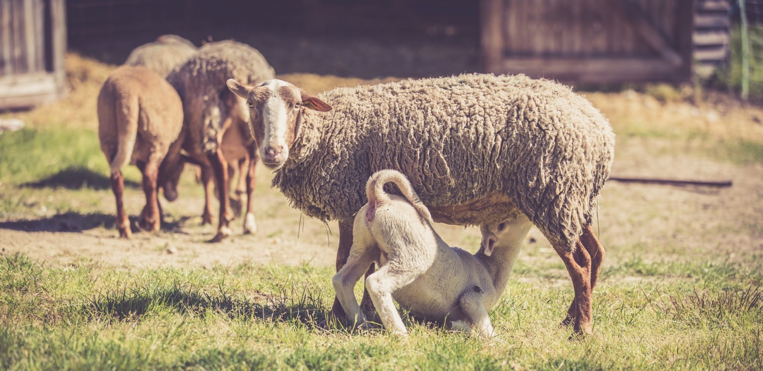 6-Ferme Bio Le Panicaut.jpg