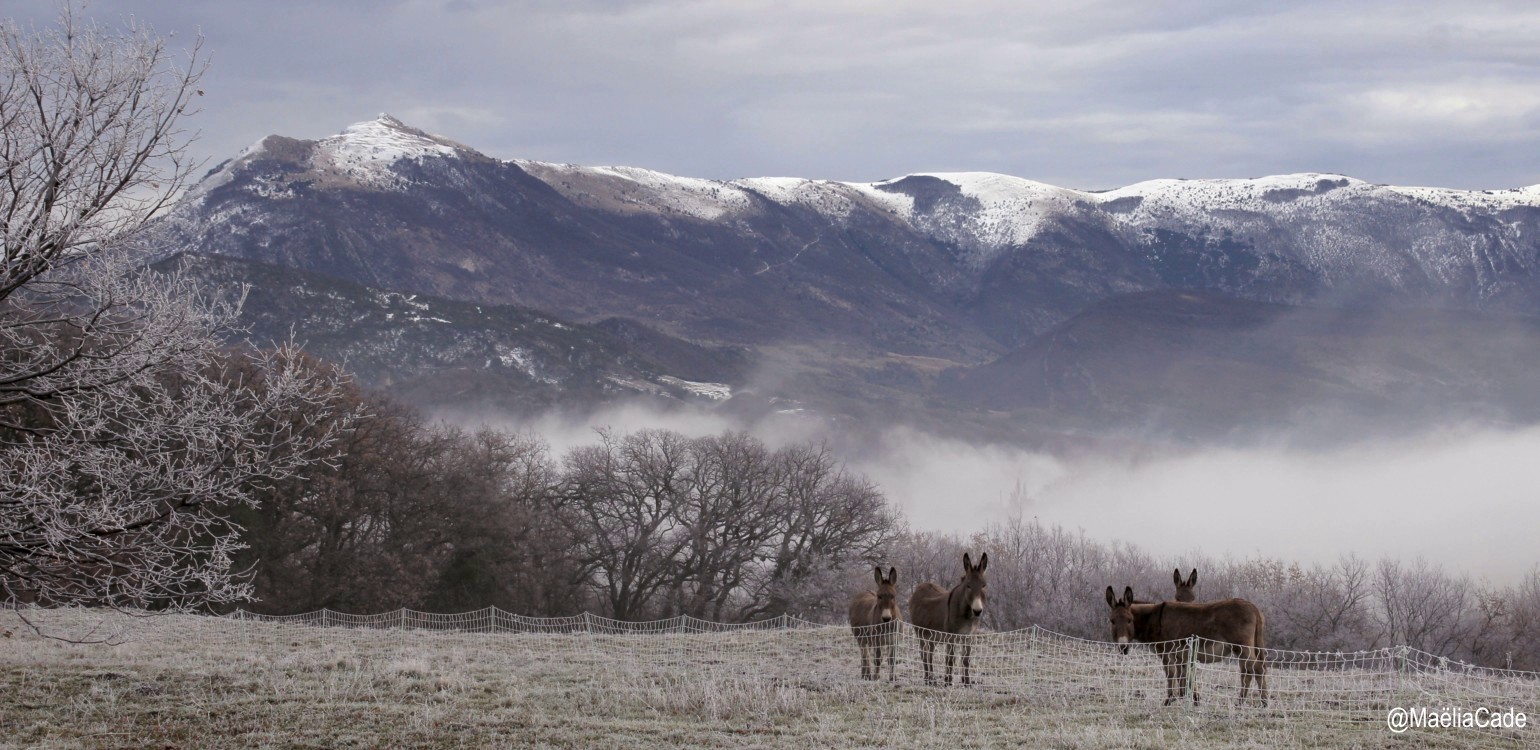 7-Ferme Bio Le Panicaut.jpg