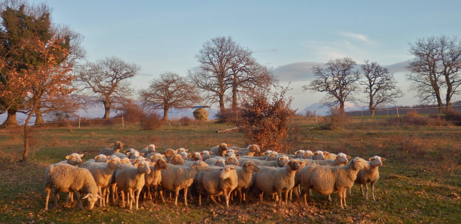 8-Ferme Bio Le Panicaut.jpg