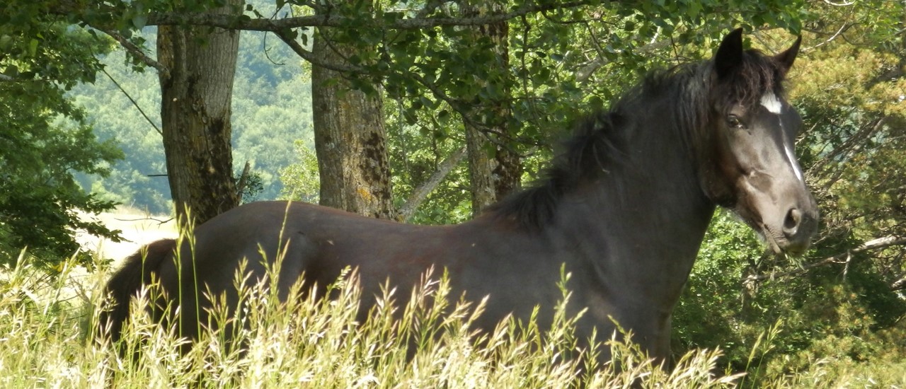 Cheval Vercors de Barraquand Jaëlle du Béal 3.jpg