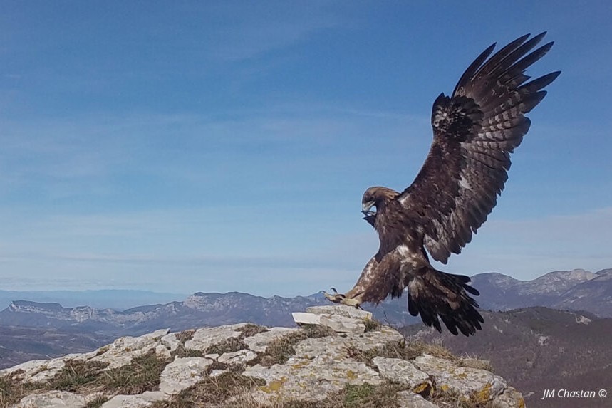 Aigle royal Aigle royal ENS Saint Maurice