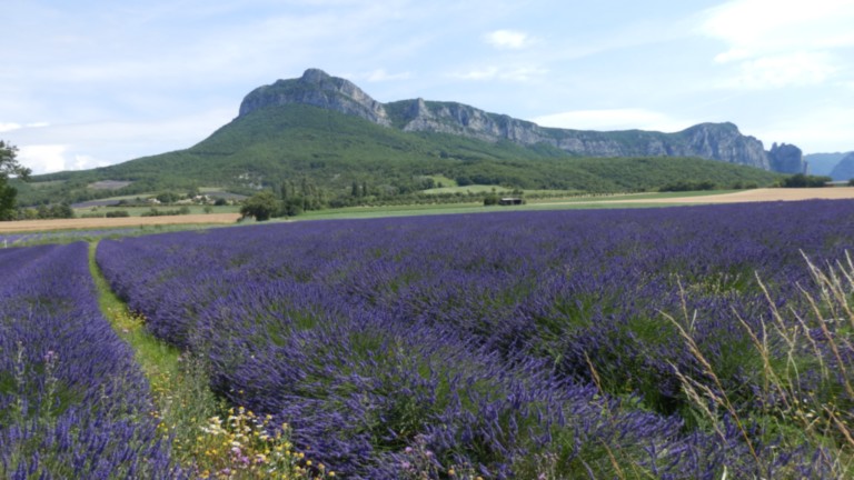 Lavande Synclinal de Saoû Soyans Drôme