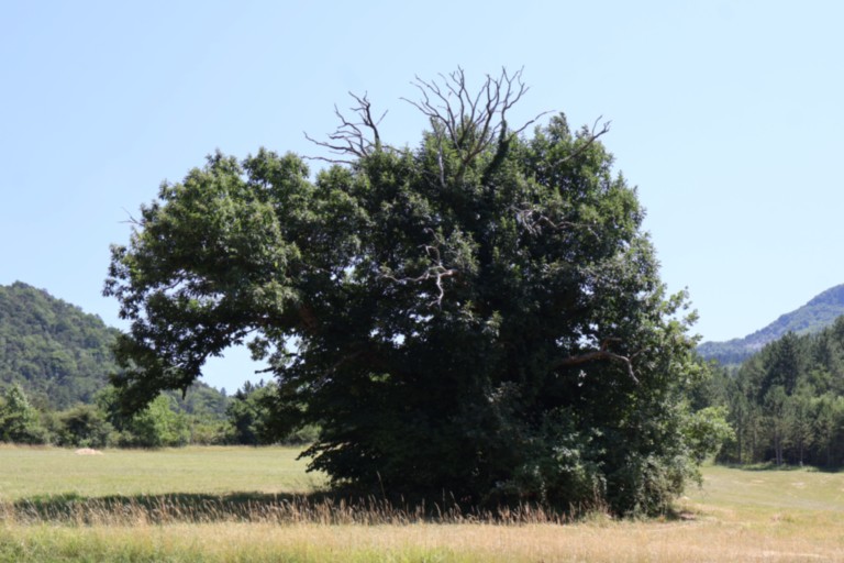 Châtaignier des Bellieux