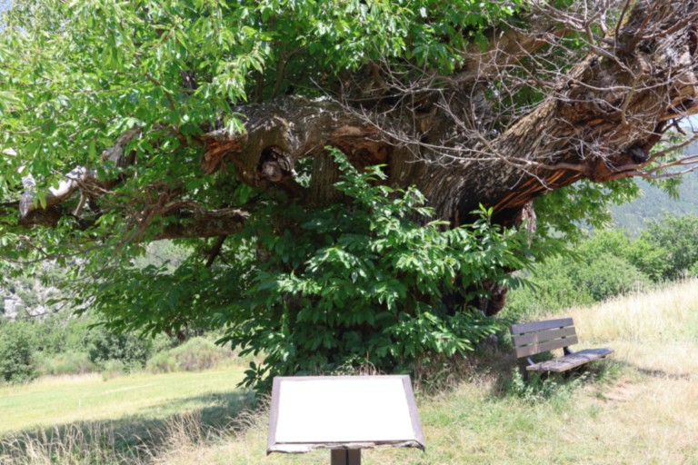 Châtaignier des Bellieux