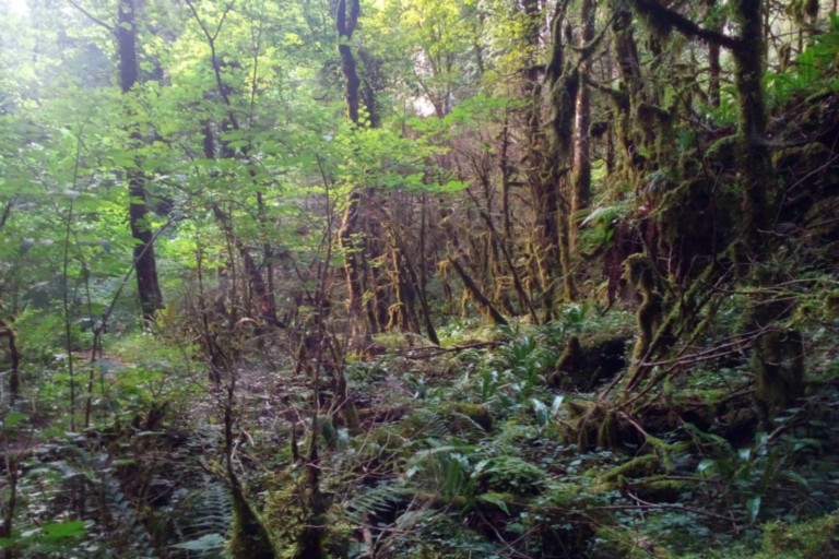Forêt de Saoû Forêt de Saoû Drôme