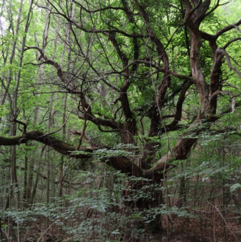 Le châtaignier centenaire