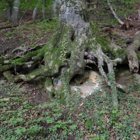 L'Arbre à hobbits