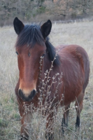 Plume pouliche Vercors de Barraquand