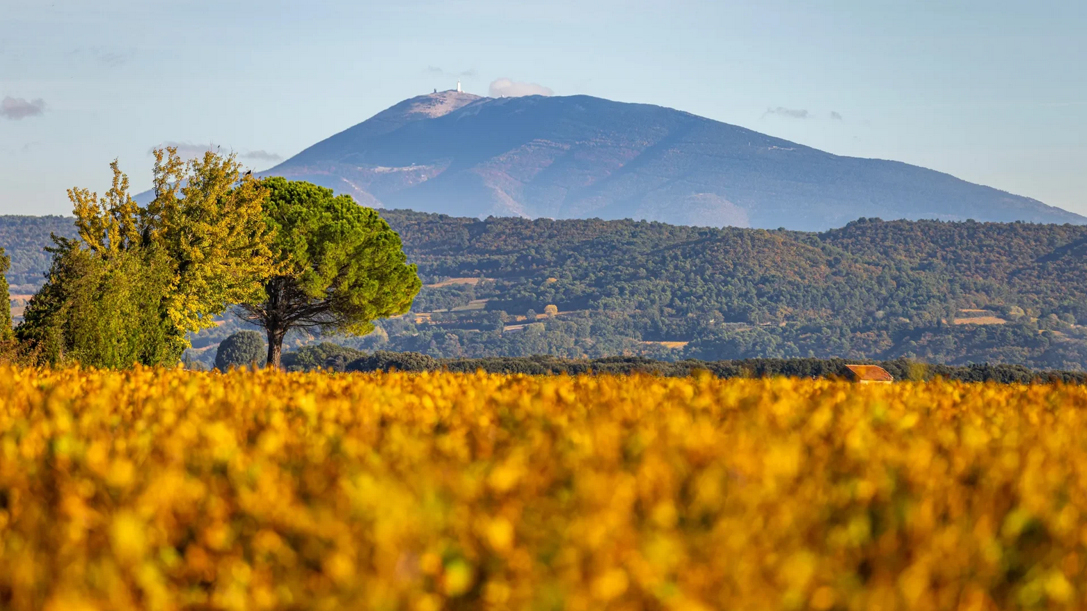Le Mont Ventoux depuis Tulette